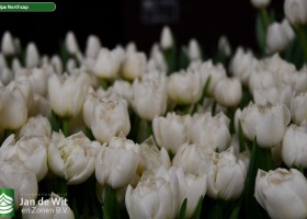 Tulipa Northcap ® (3)